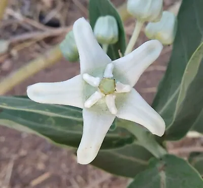 Calotropis Gigantea White | Giant Milkweed | Crown Flower | 10_Seeds • $11.95