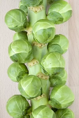 12 X Brussels Sprout 'Groninger' Plug Plants Vegetables Grow Your Own • £10.99