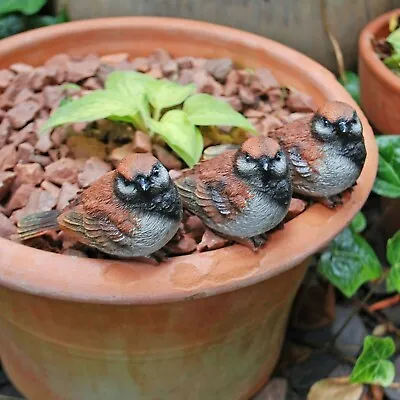 3 Pot Topping Sparrow Bird Garden Ornaments Outdoor Animal Statues • £12.99