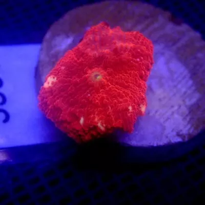 Ultra Red Discosoma Mushroom Coral WYSIWYG IC 3351 - Indigo Corals • $68