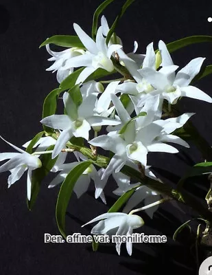 $55 • Buy FPOrchids Species Dendrobium Affine Var. Moniliforme