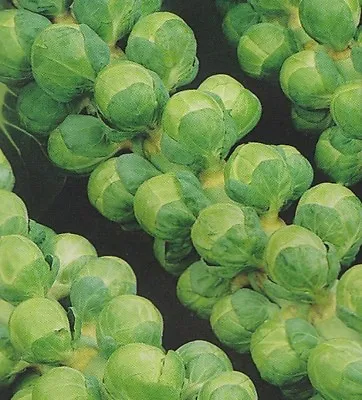 £1.29 • Buy Organic Brussel Sprouts Groninger   100 Seeds