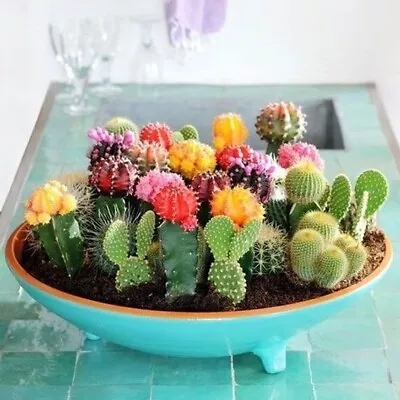 Mixed Variety Cactus Seeds 100pcs/pack • $7.99