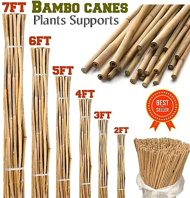 Bamboo Canes Garden Natural Thick Strong Quality Stakes Plants Supports Stick UK • £9.98