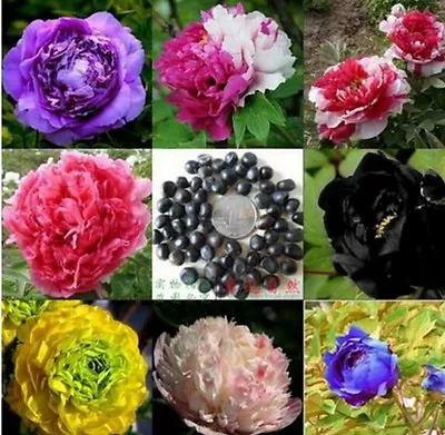 Mixed Hybrid Tree Peony! Various Colours! Fresh Seeds! Hardy! Rare Tropical Tree • £2.79