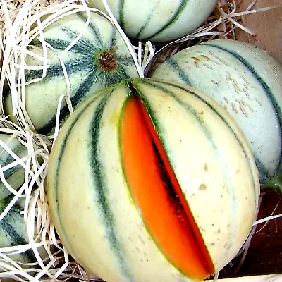 Charentais Melon Fruit Rare French Cantaloupe Sweet Heirloom Non-gmo 20+ Seeds • $3.59