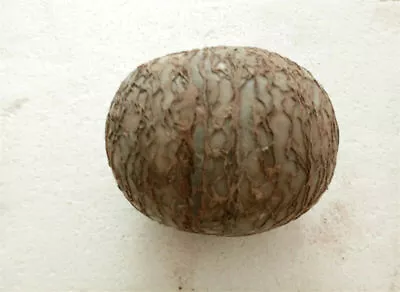 £83.99 • Buy Segnosaur Dinosaur Egg Fossilized Crystallized Fossil Jurassic Cretaceous World