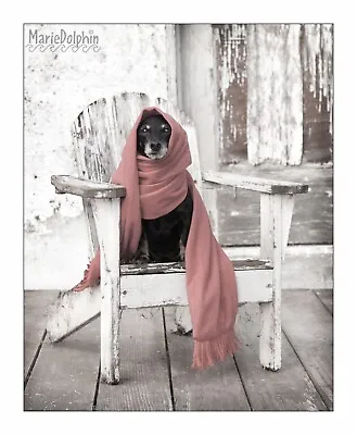 Fine Art PHOTO Mini Dachshund DOG Wears Pink Scarf Shabby Adirondack Chair 5x7 • $13