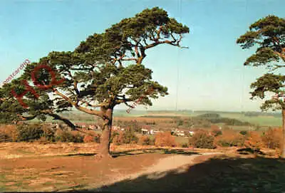 £3.49 • Buy Picture Postcard__Cannock Chase, Milford Common
