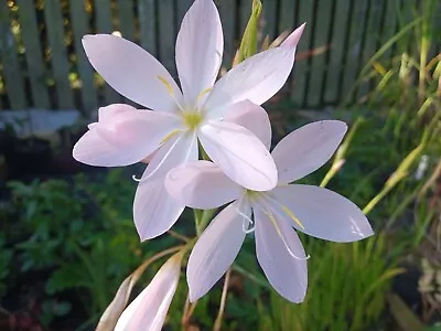 Kaffir Lily Plants Schizostylis Coccinea WHITE SNOW MAIDEN • £19.99