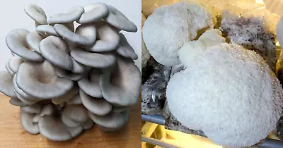 Lion's Mane + King Blue Oyster 2 Pack - Gourmet Mushroom Beginners Grow Kit • $33.50