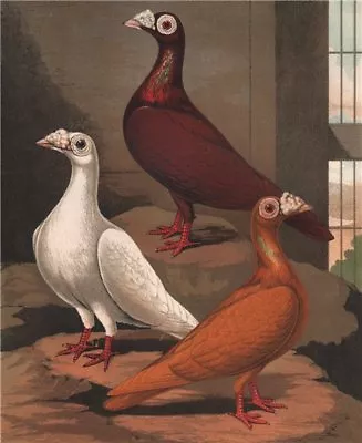 PIGEONS. Red White & Yellow Dragoons. (London Fancy). Chromolithograph 1880 • £13