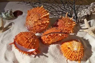$8.95 • Buy Spondylus Ducalis Oyster Shells Priced Each Approx 2 -3 