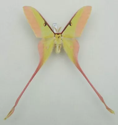 Saturniidae - Actias Dubernardi - Chinese Luna Moth - #37 - Male • $27.05
