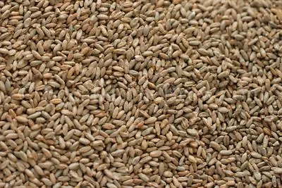 Briess Rye Malt 5 Lb For Home Brew Beer Making • $15.99