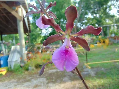 Encyclia Rioclarense Bloom Size 4  Pot PRIMARY HYBRID • $25