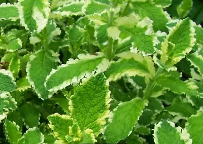 Variegated Pineapple Mint Very Aromatic Herb  Plant 9cm Pots • £6