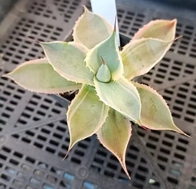  Agave Variegated  • $35