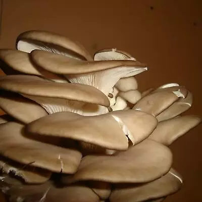 10cc Tan/Brown Oyster (Pleurotus Ostreatus) Mushroom Liquid Culture Syringe • $5