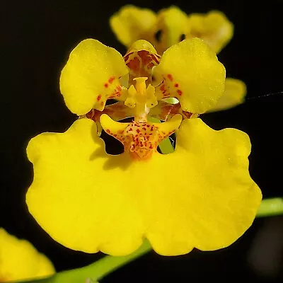 RON Oncidium Orchid SPECIES VERY RARE Rossioglossum Oncidium Onc. Ampliatum 50mm • $32