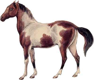 £3.29 • Buy Horse Self Adhesive Vinyl Sticker