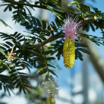 Dichrostachys Cinerea BELL MIMOSA TREE Exotic SEEDS! • $4.99