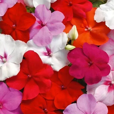 50 UK Busy Lizzie Seeds Grow Impatiens Walleriana Plants Colourful Flower Mix  • £3.89