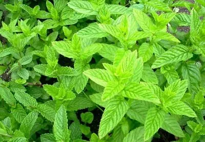 English Garden Mint (Mentha Spicata) 1 Litre Plant Bag Established ORGANIC • £3.49