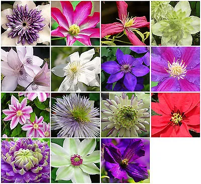 £2.29 • Buy 10x Clematis Hybrid Flower Seeds, Garden Plant, Choice Of Colour * UK Seller