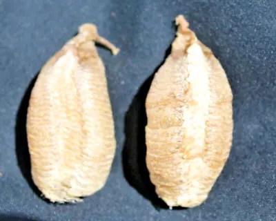 2 European Praying Mantis Egg Case Ootheca For 2024 Hatch • $15.95