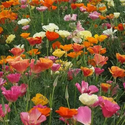 California Poppy MISSION BELLS MIX Brilliant Colors Meadow Non-GMO 1000 Seeds! • $3.98
