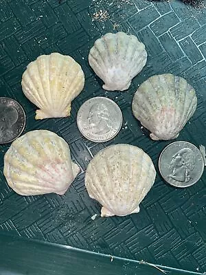 5 HAWAII HAWAIIAN SUNRISE SHELL Shells CoLoRs Sunriseshells UNCLEANED SUPER • $45