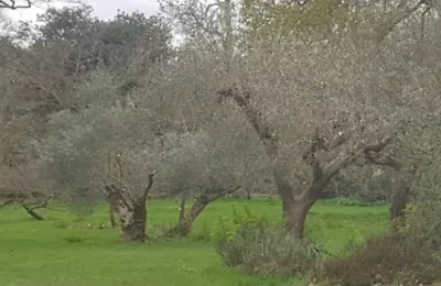 Pair Of Olive Trees 1-2ft 30-60cm Mediterranean Oil Fruit Olea Europaea • £22