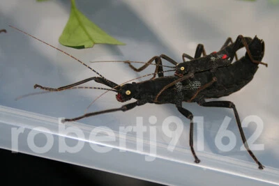 £14.95 • Buy Adult Pair BLACK BEAUTY Stick Insects Peruphasma Schultei LIVE SPECIMENS Nymphs