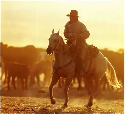 2000 Vintage Print California Cowboy Vaquero Twisselman Ranch Carissa Plains • $24.88