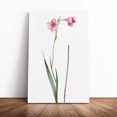 Pink Sword Lily Flowers Pierre-Joseph Redoute Canvas Wall Art Print Framed Decor • £29.95