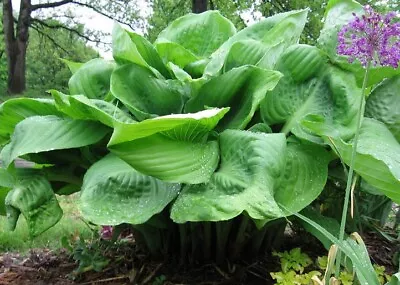 £4.99 • Buy Hosta Sum And Substance Rhs Agm Shade Perennial Garden Container Plant