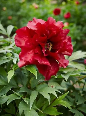 Bright Red Japanese Tree Peony Paeonia Suffruticosa 5 Year Old Plant 20-30cm  • £29.99