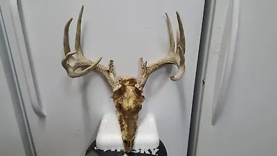 Big 7x5 WINTER KILL WHITETAIL DEER RACK SKULL Mule Elk Shed Antlers Taxidermy • $200