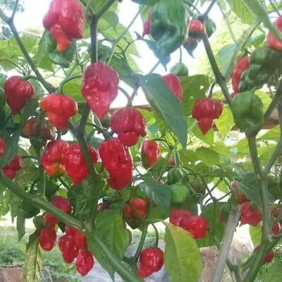 Trinidad Moruga Scorpion SUPER HOT Pepper Seeds Unique Creek Homestead Certified • $4.95