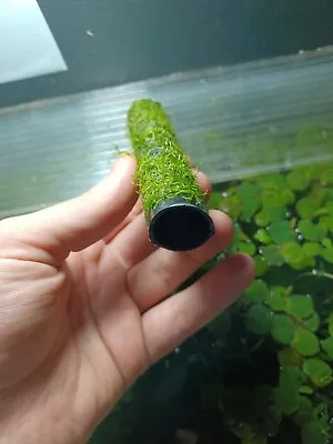 £5.49 • Buy Moss Tunnel Live Aquarium Plant Shrimp Hide Riccia Fluitans Subwassertang Java