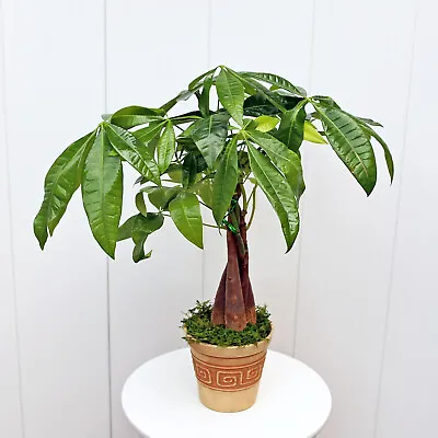 Money Tree Pachira Aquatica Good Luck Tree LIVE Plant In 4  Plastic Gift Pot • $33.95