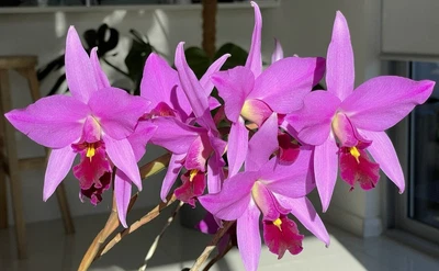 $30 • Buy Cattleya Species - Laelia Anceps Division