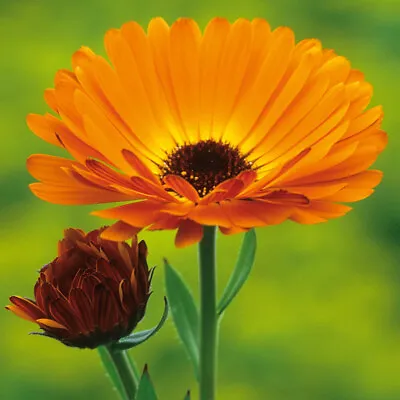 Organic Calendula Officinalis 'Indian Prince'  Seeds X Two Packets🌱❤️ • £3.45