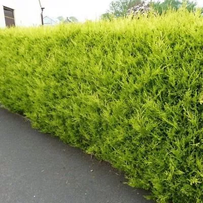 10x Hedging Conifer Gold Rider Trees 30 Cm Plants 9cm Pots Leylandii Evergreen • £24.99