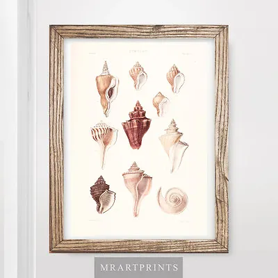 SEASIDE SEA SHELLS DIAGRAMS Art Print Poster Home Decor Room Vintage Pictures • $24.85