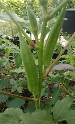 Okra Seeds  (Approx 10 Seeds) Sow Garden Vegetable Homegrown Unique Fruits Vege • $1.20