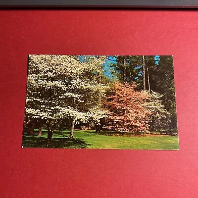 (1) Vintage Photograph Of Pink & White Dogwood In Full Bloom Postcard • $2.99