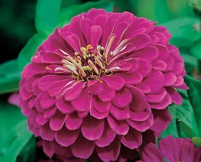  150 Seeds Zinnia Elegans Dahlia Flwd Purple+4 FREE PLANT LABEL  • £0.99