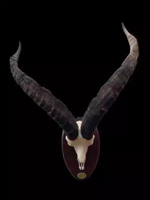 RARE* Beceite Ibex Full Skull European Taxidermy Log Cabin Hunting Lodge Decor • $875